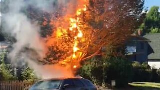 Power line causes explosion and sets tree on fire