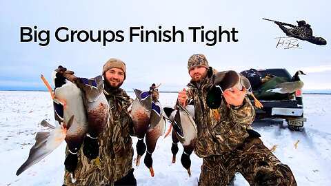 CORN FIELD Mallard Limit in the Snow