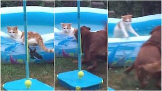 Cane fa cadere il gatto in piscina
