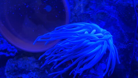 My anemone !