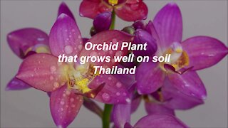 Orchid plant that grows well on soil in Thailand
