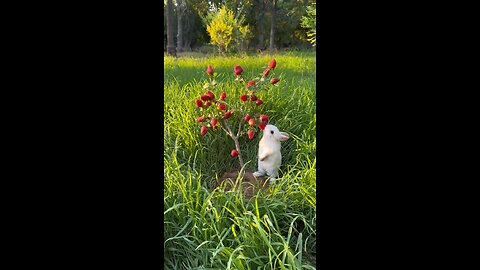 Cute Rabbit 😍😍