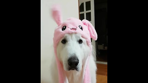 Dog wearing rabbit costume hilarious wiggles bunny ears