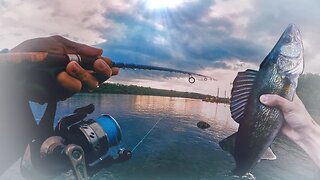 Big Walleye, White Bass, And Drum on the Tennessee River