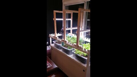 How to grow food INDOORS | Indoor Vegetable Garden | Growing Food Indoors