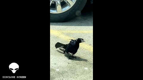 Did this Bird eat some crack? WTH??