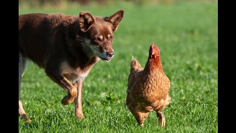 Dog and chicken funny video