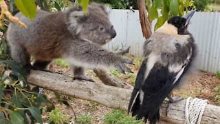 Ce koala noue une étrange amitié avec une pie