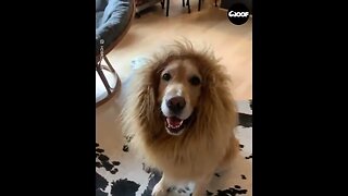 A Lion Looking Dog Was Watching the Lion King