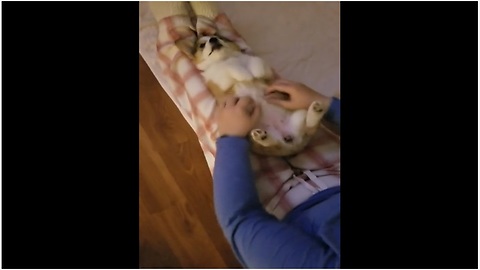 Corgi puppy proves that dogs are ticklish