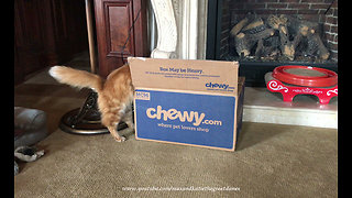 Funny Cats Love Playing in Chewy Box