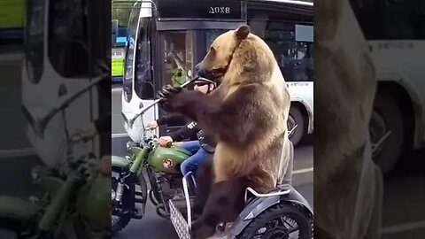 Bear Plays Trumpet