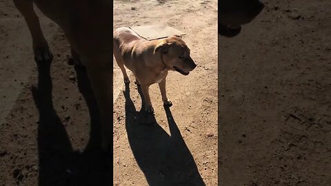 The Rescue Mutt That Is Always Happy.