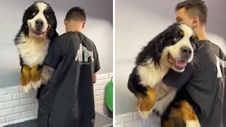 Adorable grooming session for Bernese Mountain Dog