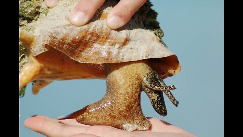 The Florida battle shell is one of the funniest creatures of marine fauna.