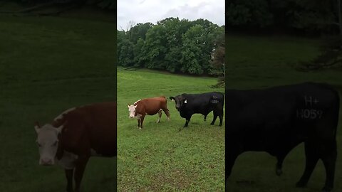 Love hurts! Bull injures his… well, you know, the thing. #farm #farmlife #cattle #ranch #ranchlife