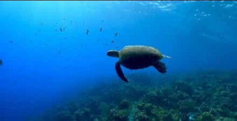 The tropical island of Bonaire, a diver's paradise!