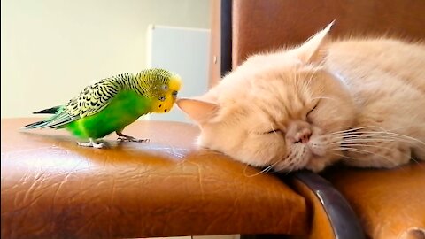 Кот и птица, милые животные #206