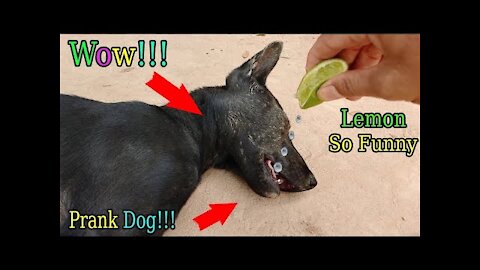Wow Amazing !!! Lemon Prank Dog So Funny Try To Stop Laugh Challenge 2021