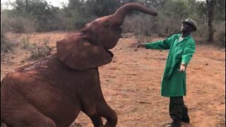 Babyelefant danser med dyrevokter i Kenya
