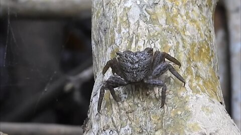 Mangrove Tree Crab Walking Along A Tree