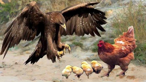 The mother hen sacrifices herself to protect her chicks from attacks of eagle