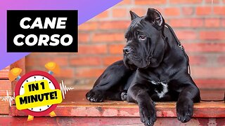 Cane Corso - In 1 Minute! 🐶 One Of The Biggest Dog Breeds In The World | 1 Minute Animals