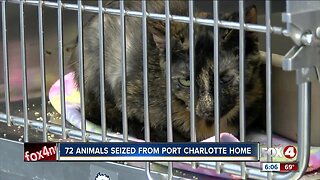 72 animals removed from Port Charlotte home due to filthy conditions
