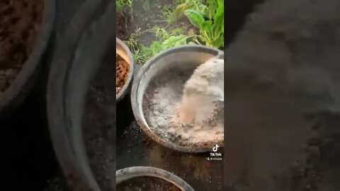 #potatoes 🥔 #woodstove #permaculture #greenhouse #famine #foodshortage #prepper #fertilizer