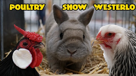 Poultry show Westerlo Oct 2023