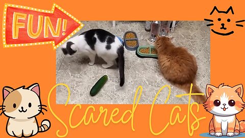 Funniest Scared Cats to Cucumbers