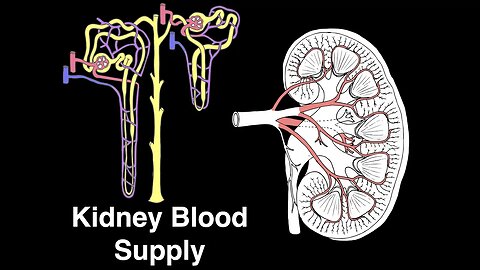 Kidney blood supply