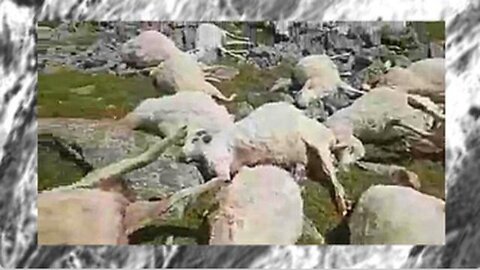 HUNDREDS OF SHEEP JUST FALL OVER DEAD... HE IS NOT BUYING IT AND I AM NOT EITHER