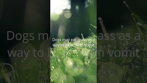 Why dogs eat grass and leaves? #shorts #answer #dogs #education