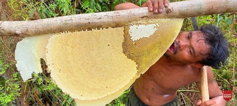 Five Stars Bushman Harvesting Honey Beehive in Jungle