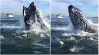 Whale impressively devours shoal of fish