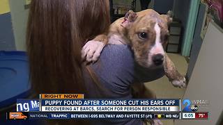 Police looking for person who cut puppy's ears off