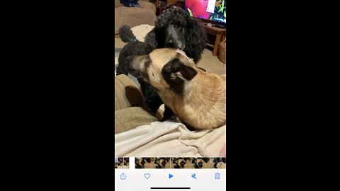 Standard poodle cleans his Malinois brothers wound on head