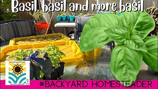 How to easily separate seedlings | Basil, basil and more Basil