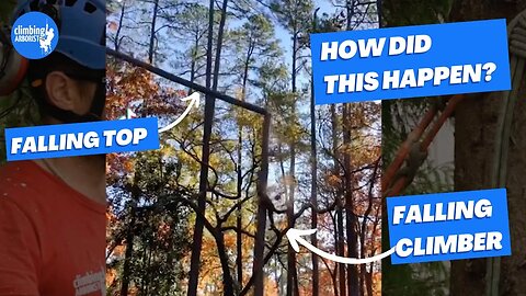 Climber falls from tree after taking the top out - HOW AND WHY did this happened? REACTION VIDEO