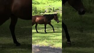 Visit with brumby pony