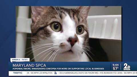 Mowgli the cat is up for adoption at the Maryland SPCA