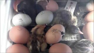 Baby Chicks Hatching!