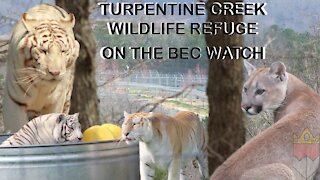 BEC Watch Entries: #10 Turpentine Creek Wildlife Refuge