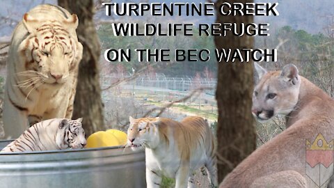 BEC Watch Entries: #10 Turpentine Creek Wildlife Refuge