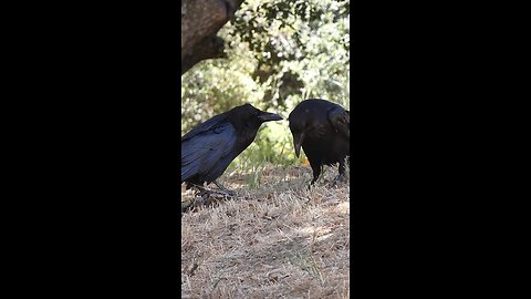 Common Raven 🐦Abner And Abigail Ravenwood