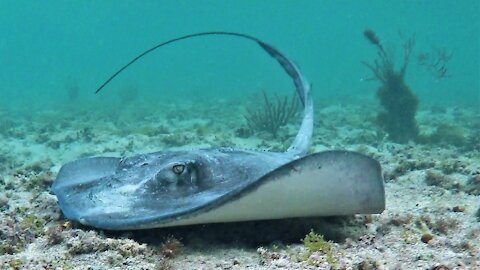 Swimmer's extremely close encounter with a wild stingray is a beautiful thing