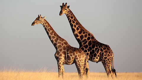What a beautiful giraffe? 🦒🦒❤️😍