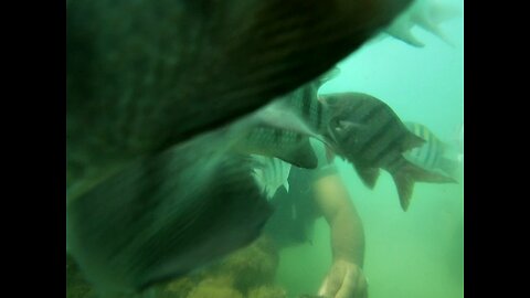 diving in northeastern Brazil