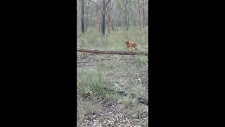 An Aussie Bushwalk with a Loyal Rhodesian Ridgeback 2